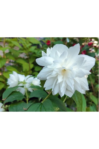 Чубушник Pearls of Perfume